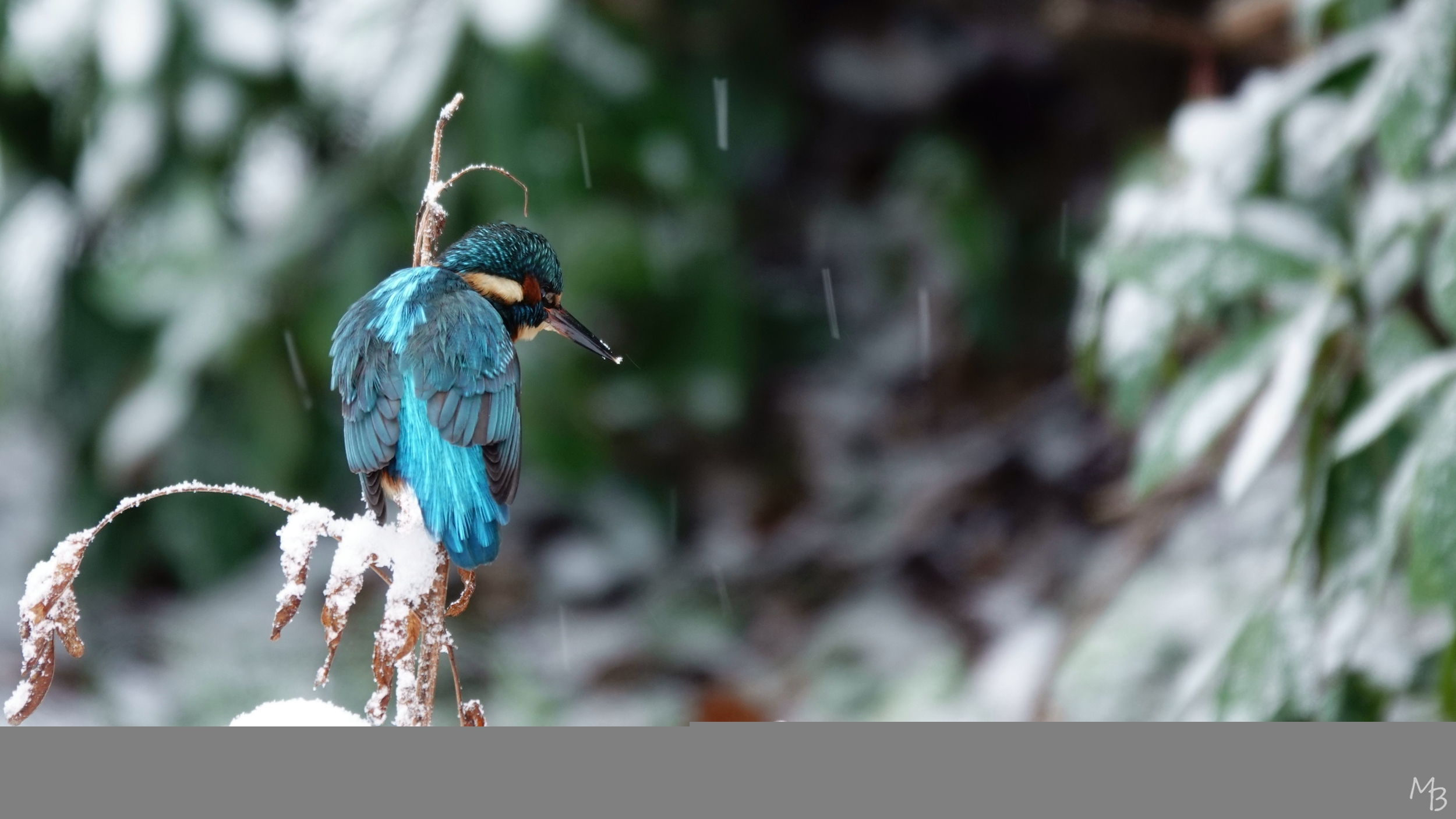 Marian Buurman - speuren naar een prooi - 2026.1.5.januari;ijsvogel;vogel;paleispark;winter,kou;prooi;